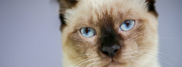 Standards and guidelines for cat vaccination